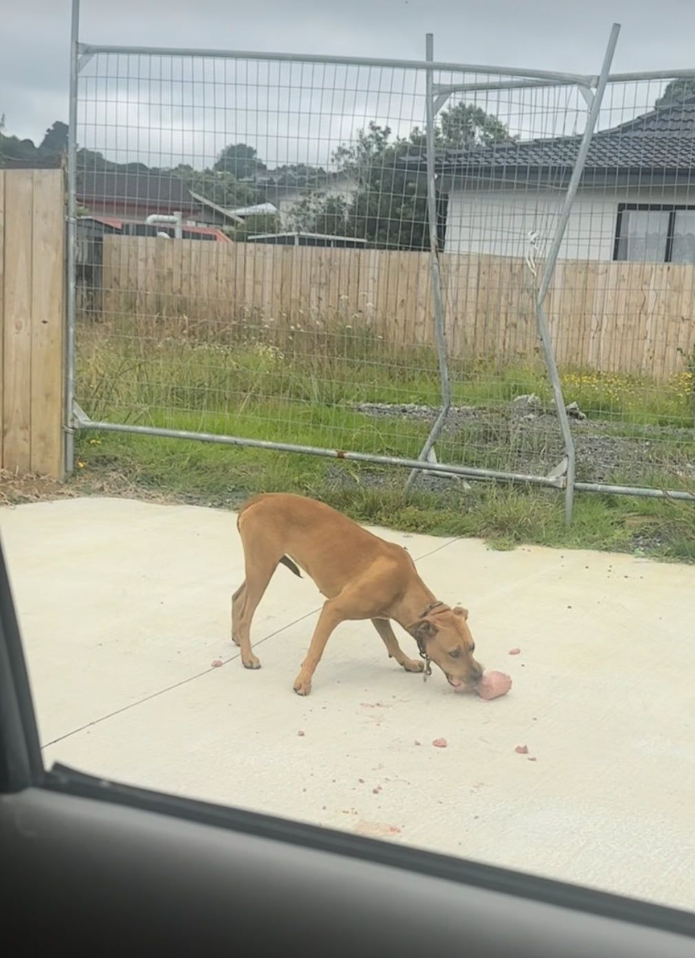 Dog Roll Donation - South Auckland