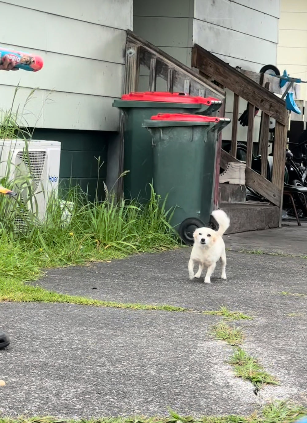 Dog Roll Donation - South Auckland